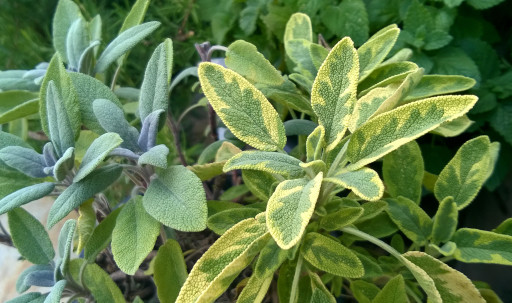 Salbei-Salvia officinalis